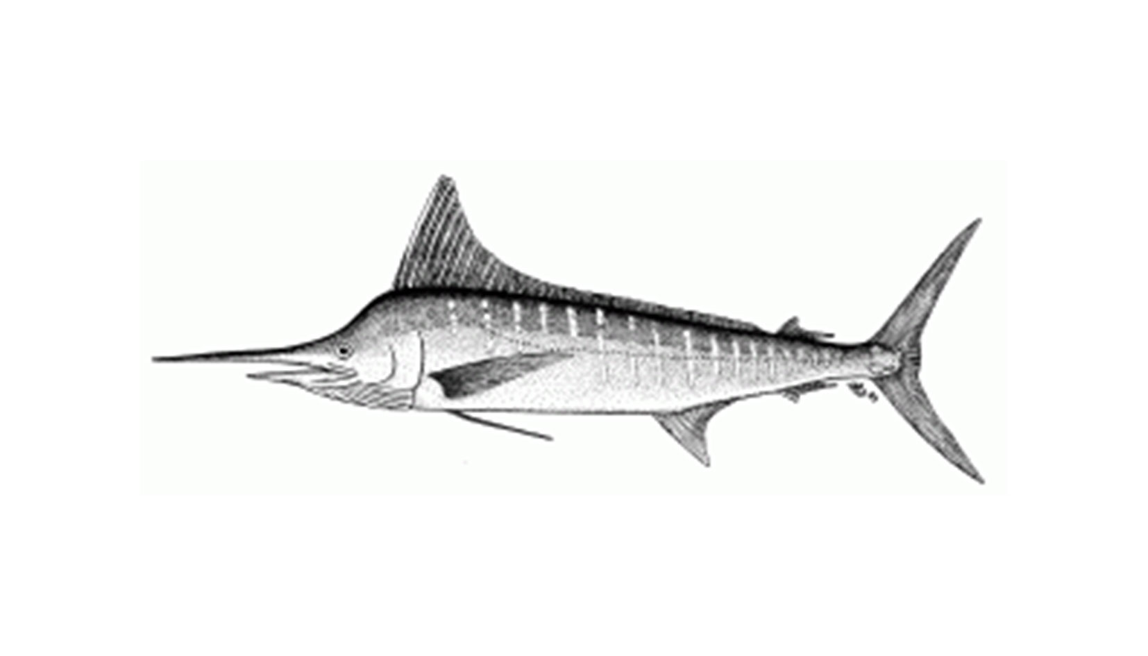 blue-marlin | Fishing Trips Vilamoura